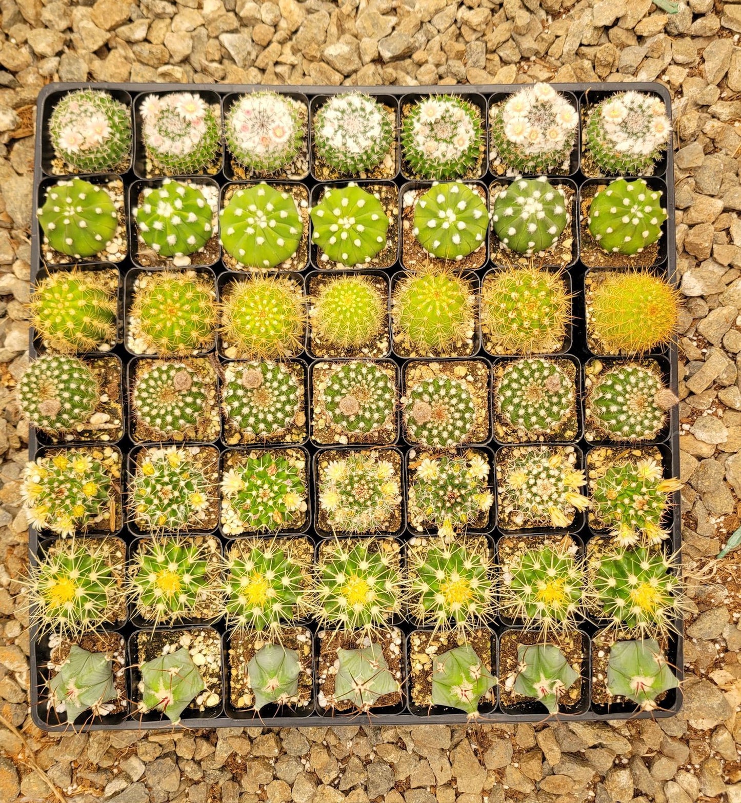 Charola de 49 cactus mix 2.5”