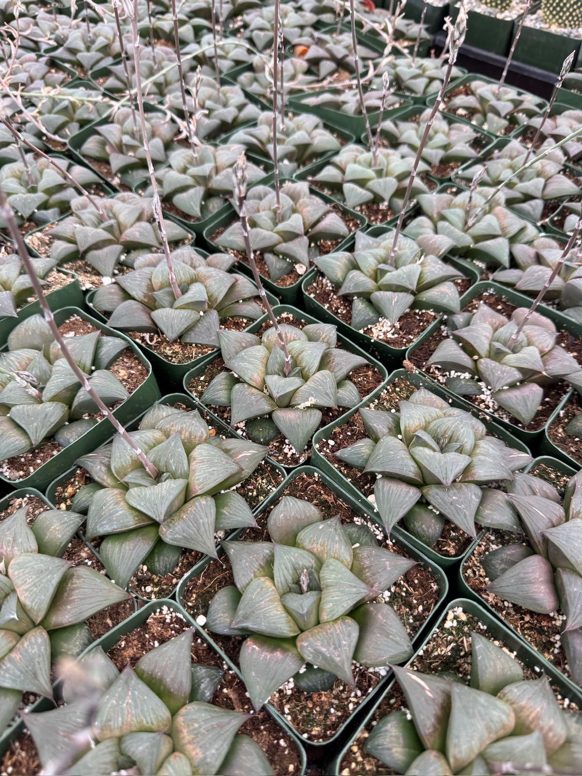 Haworthia mutica var. Nigra