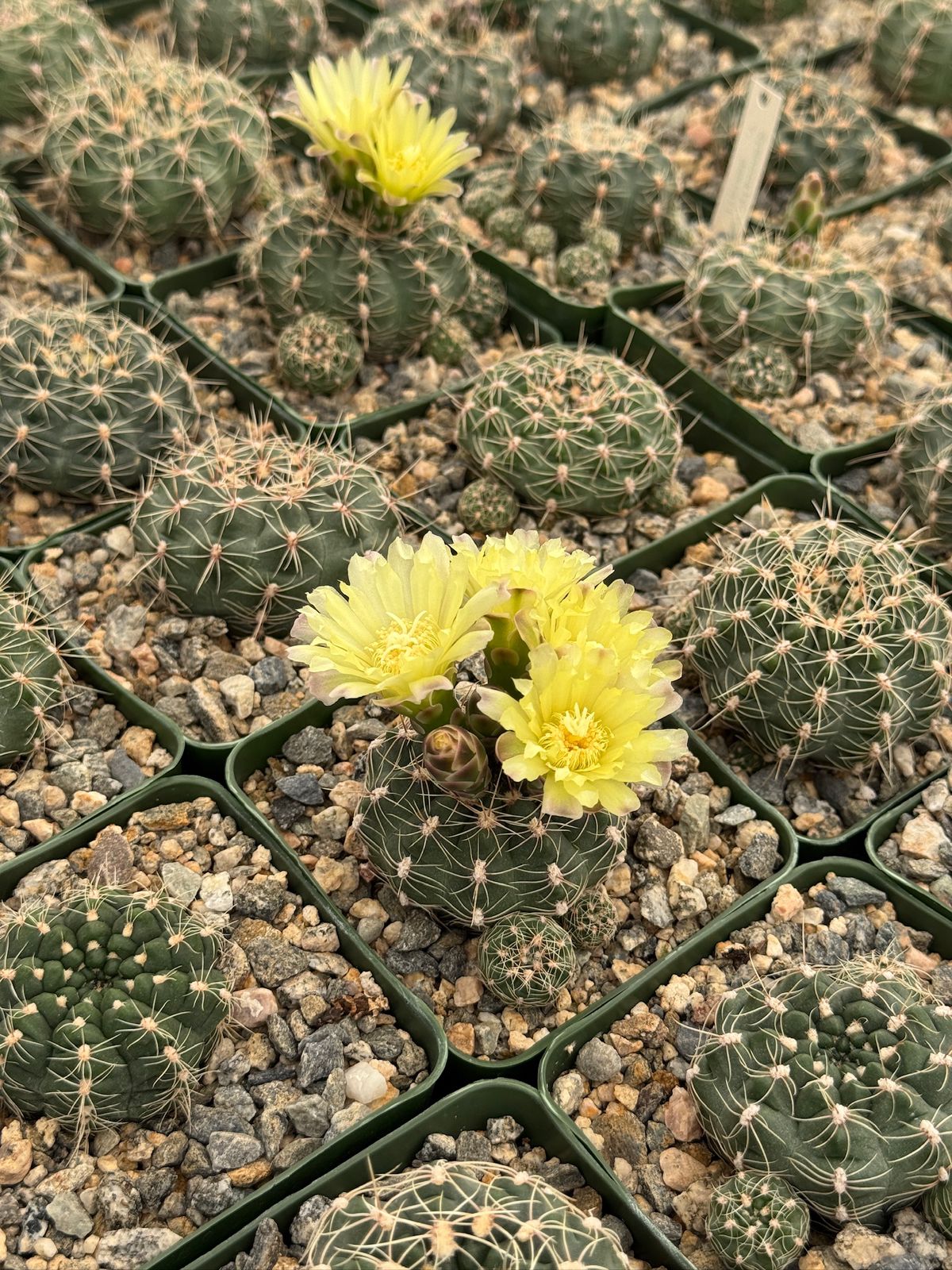 Gymnocalycium bruchii var. deminii
