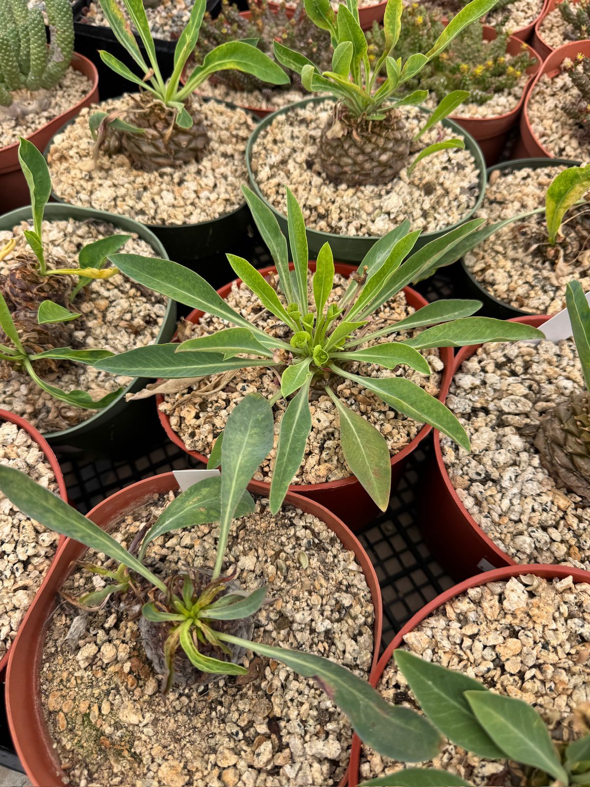 Euphorbia bluperifolia 6”