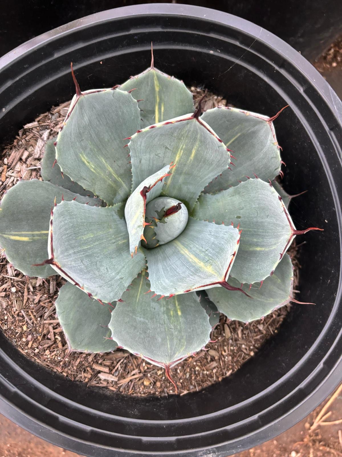 Agave Parryi Truncata variegado