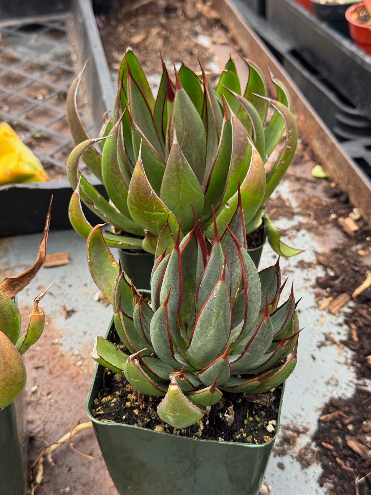 Mangave praying hands 4”