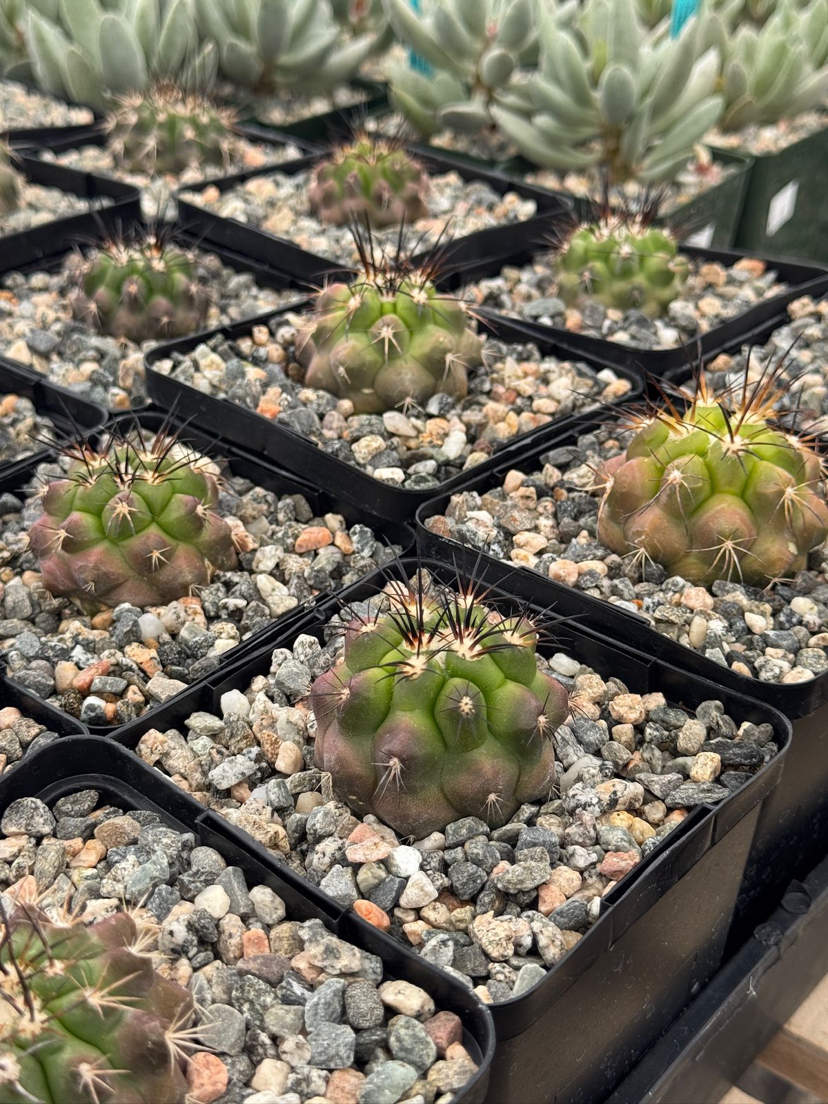 Copiapoa streptocaulon
