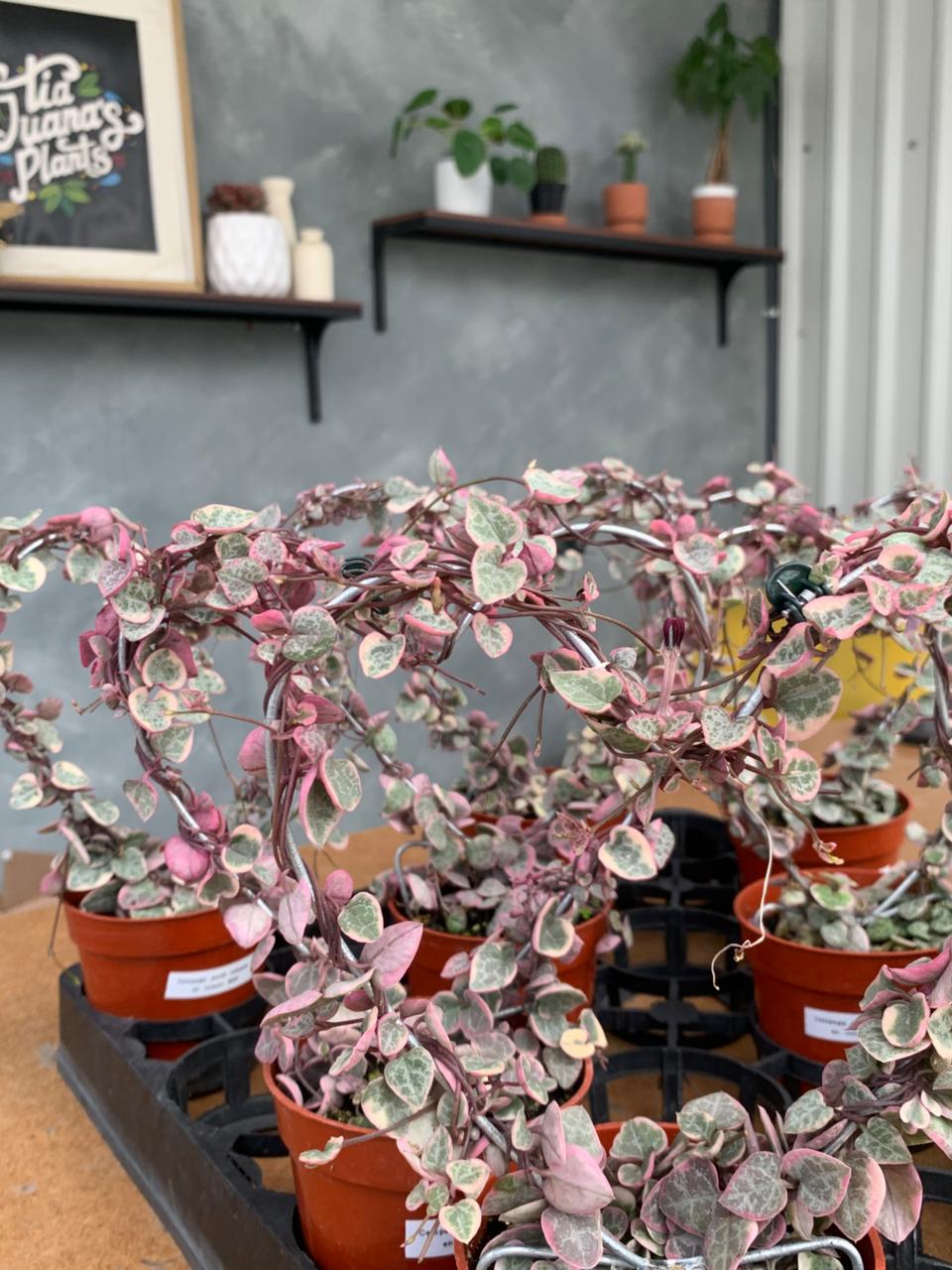 Ceropegia woodii Variegada (forma de corazón)