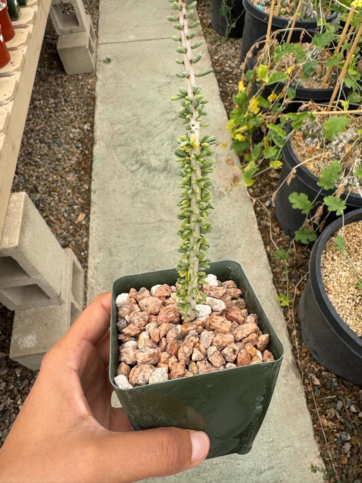 Ceraria namaquensis