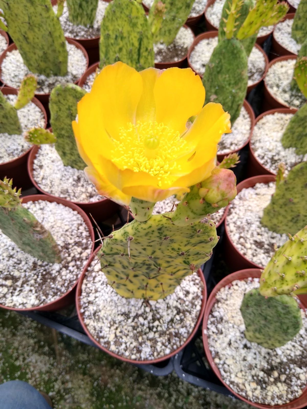 Opuntia sunburts