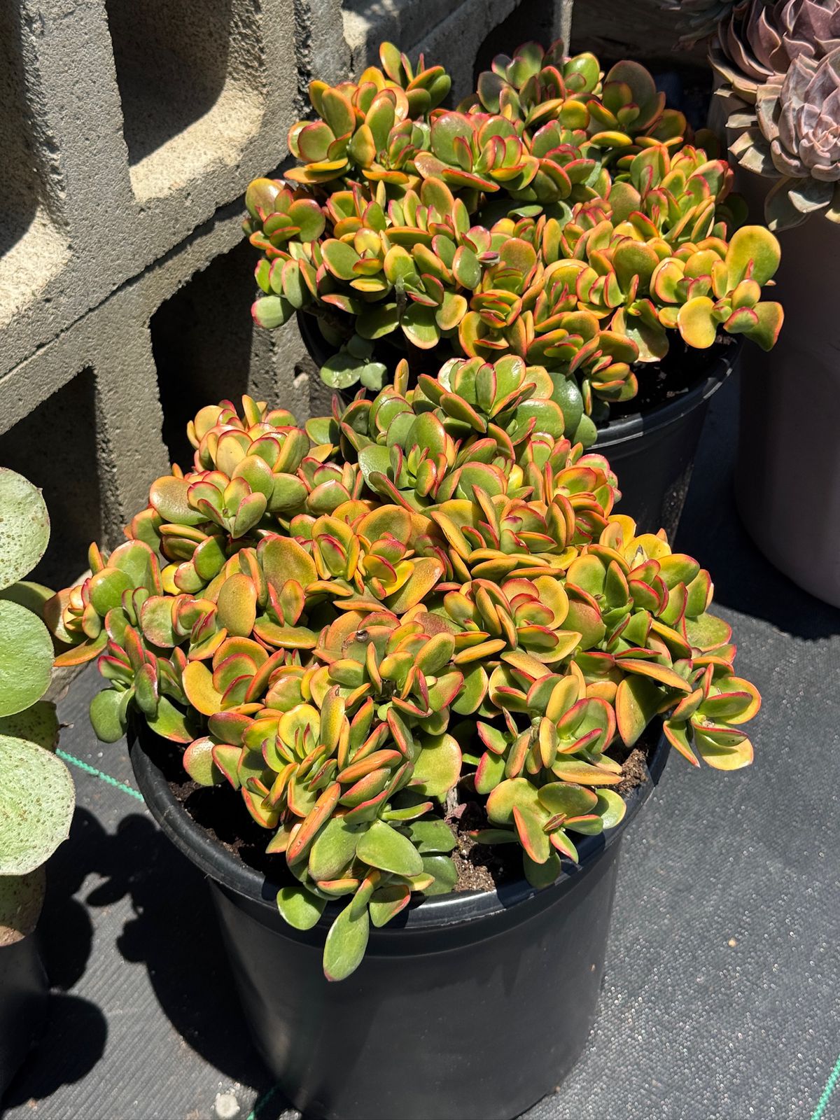 Crassula ovata ‘Hummels sunset’ 10”