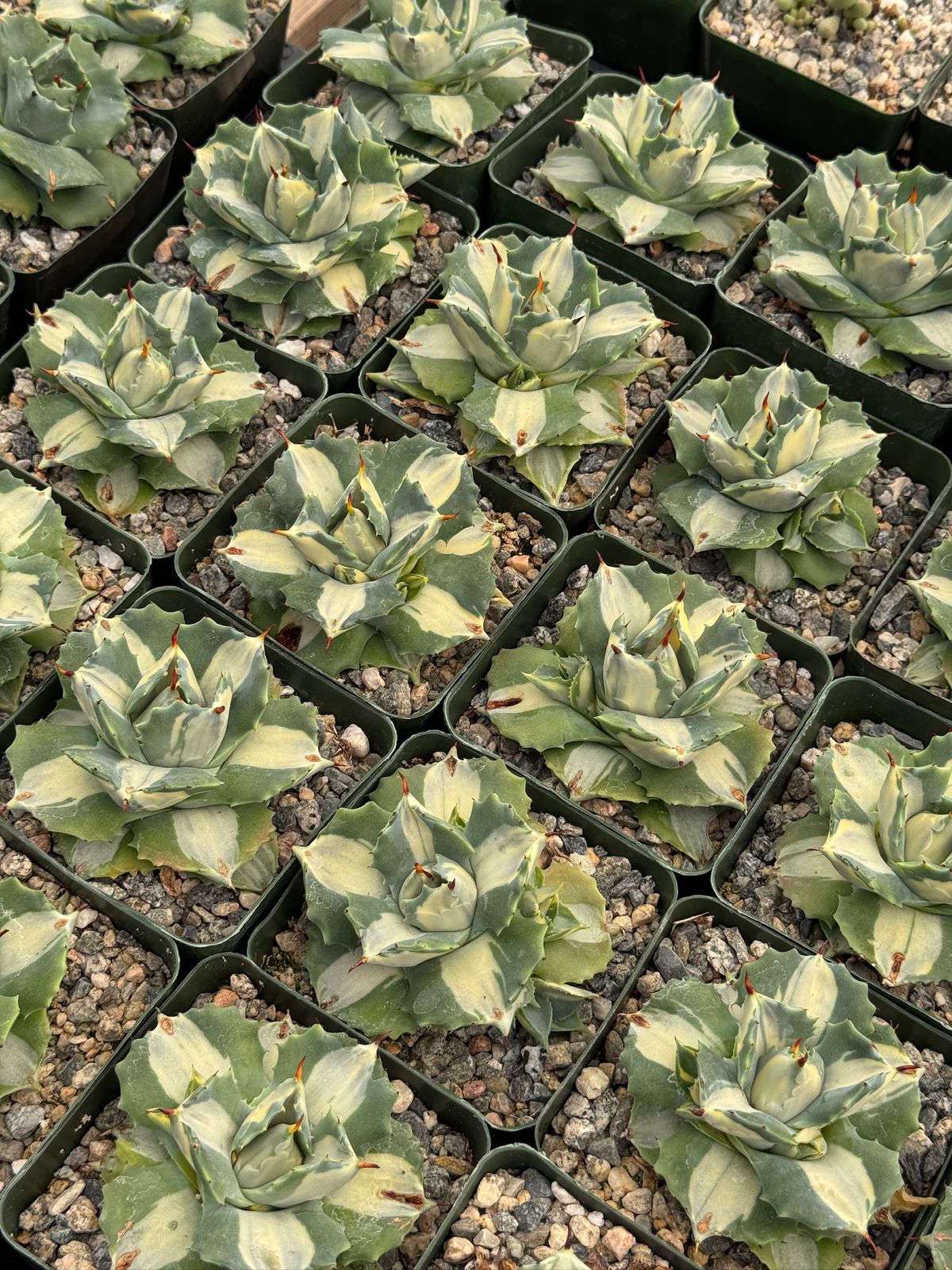 Agave Isthmensis 4"