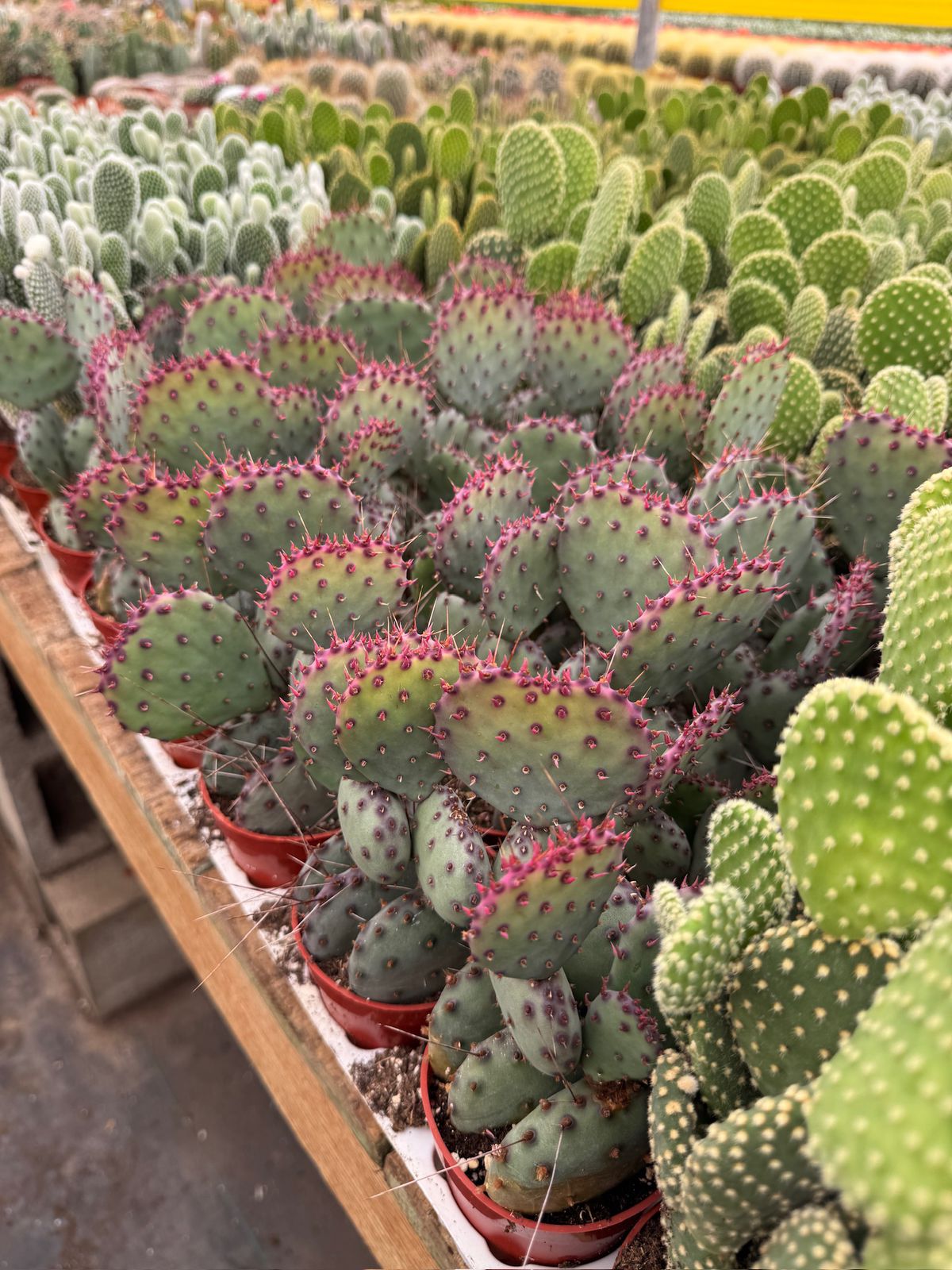 Opuntia Santa Rita 2.5”