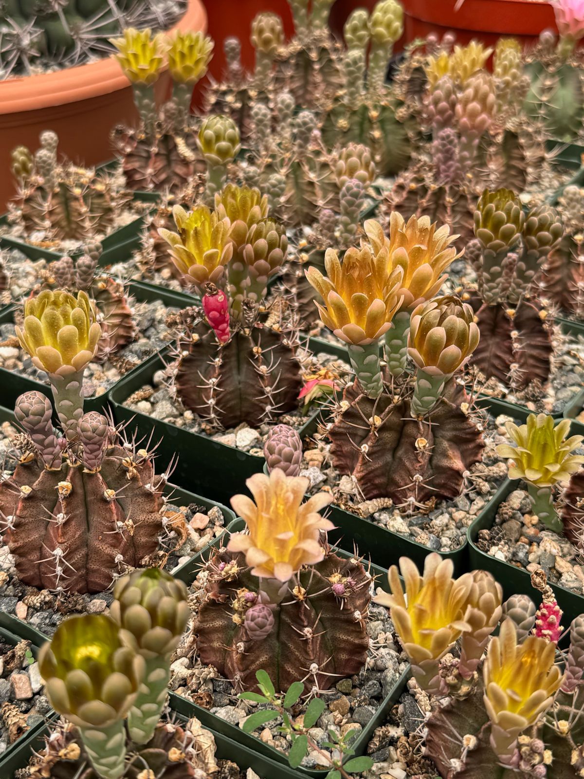 Gymnocalycium Stenogonum