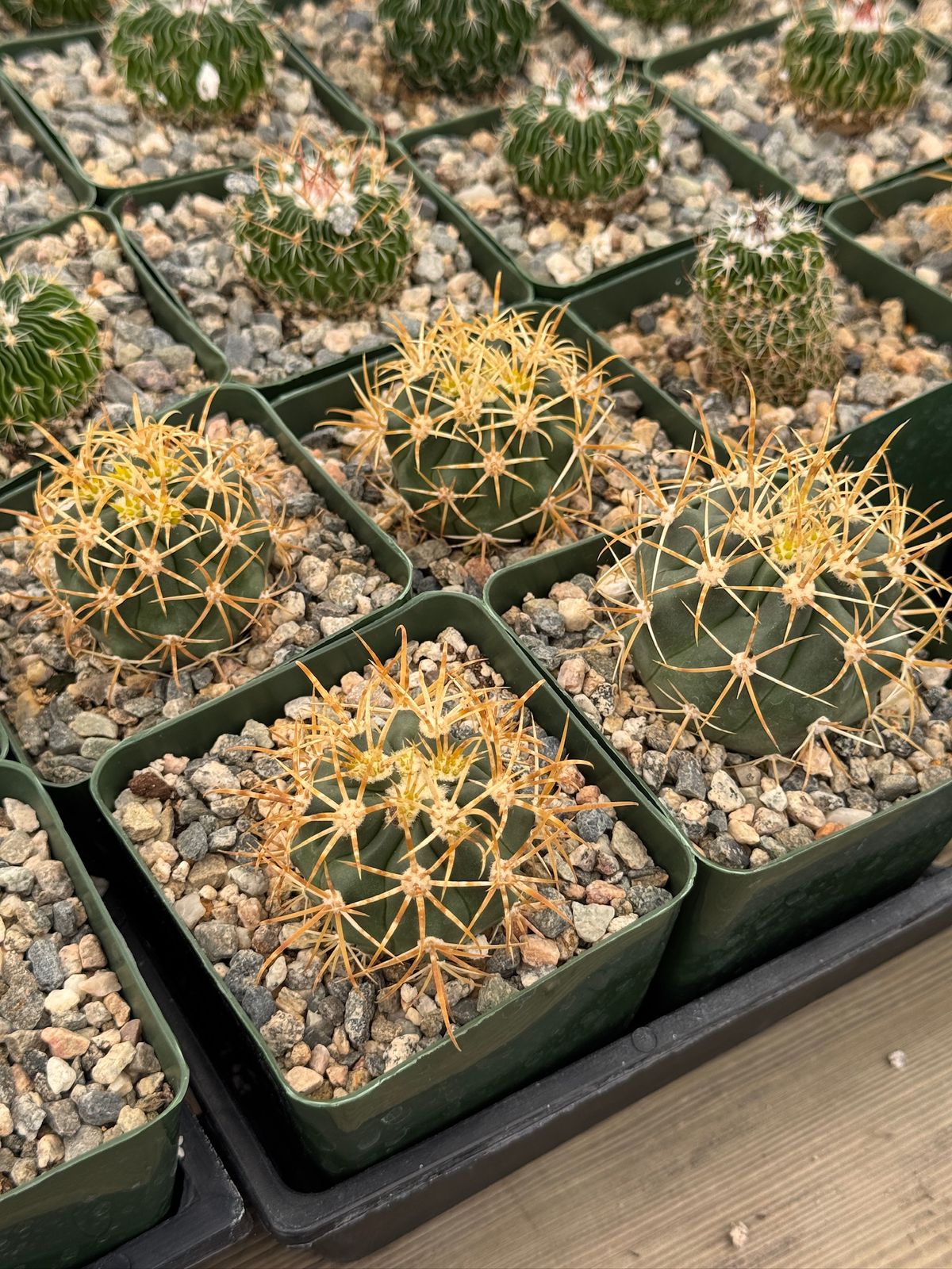 Ferocactus Chrysacanthum
