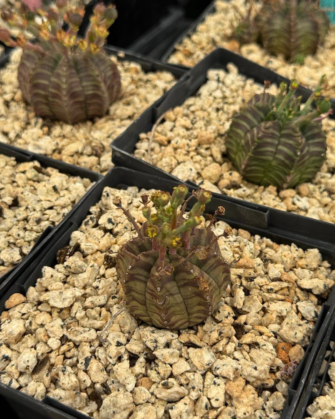 Euphorbia meloformis híbrida