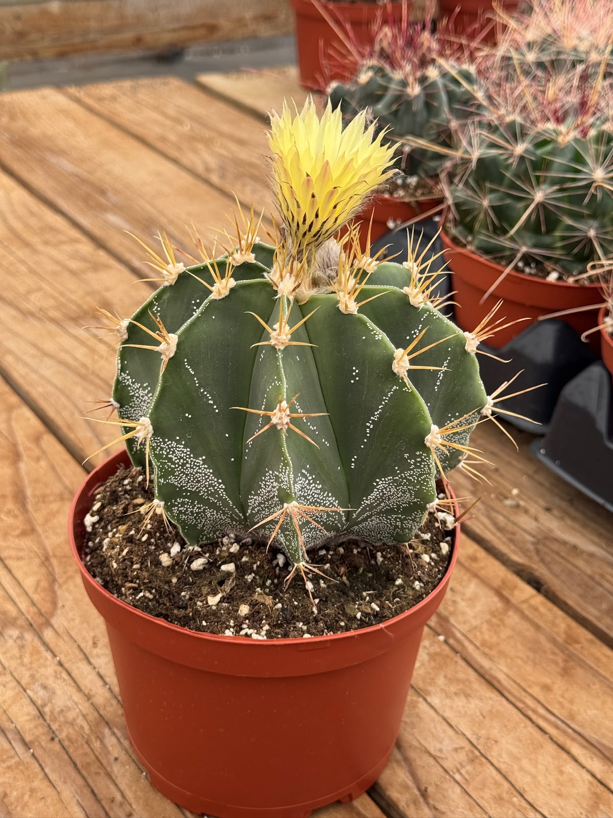 Astrophytum capricorne 6”