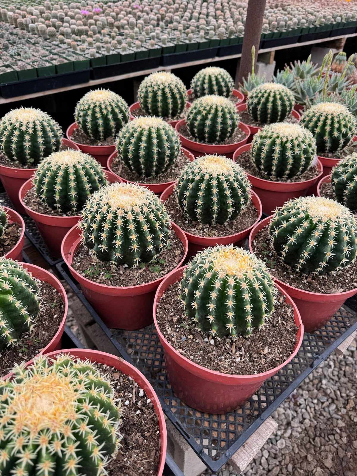 Echinocactus grusonii brevispinus