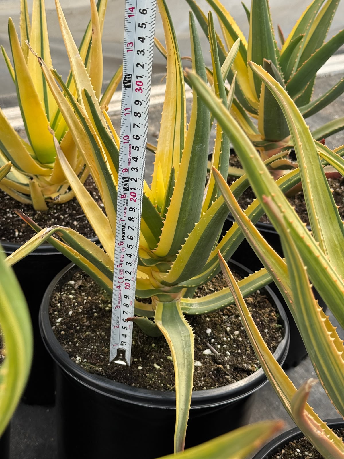Aloe Hercules Variegado