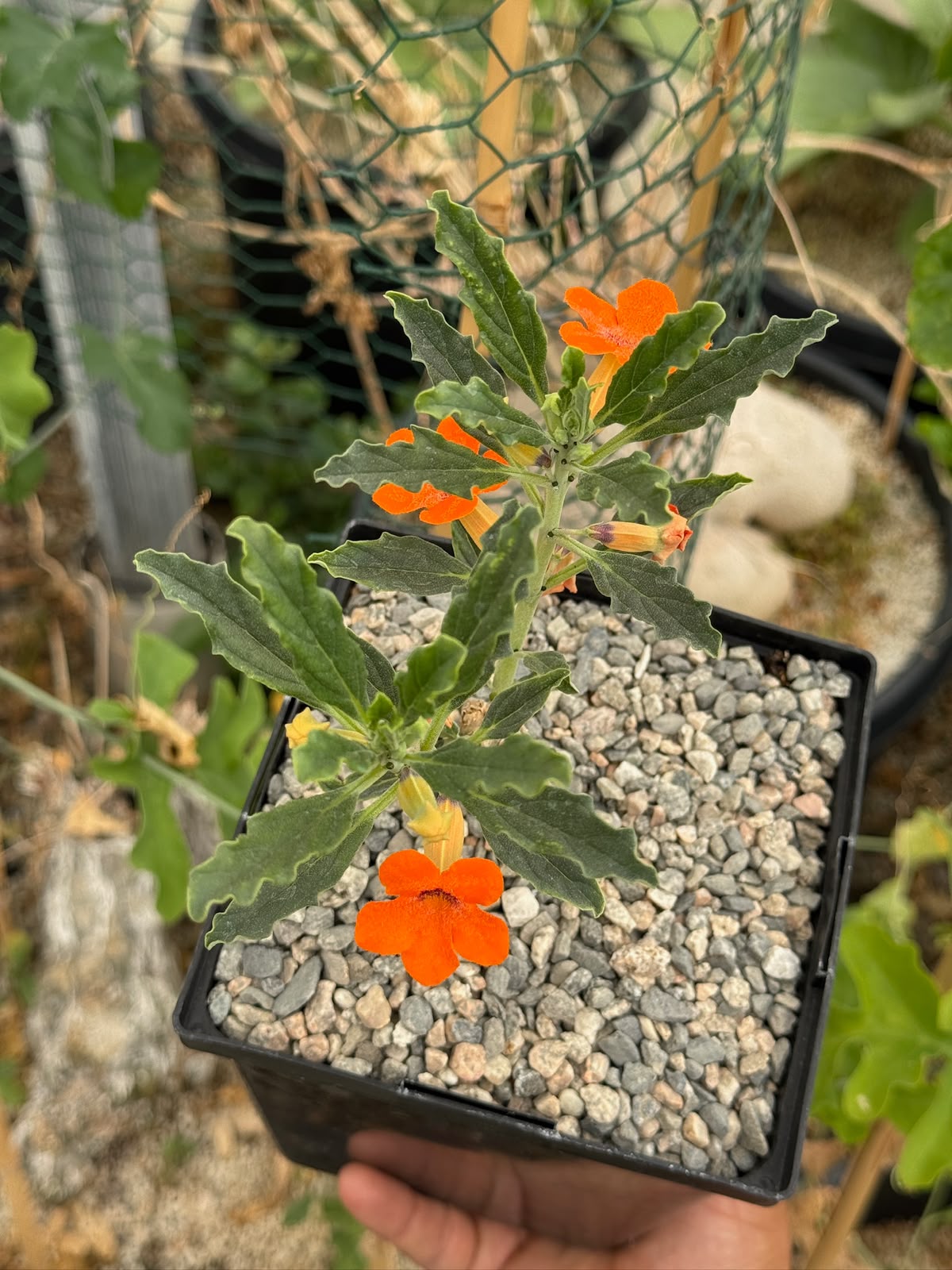Pterodiscus aurantiacus híbrido