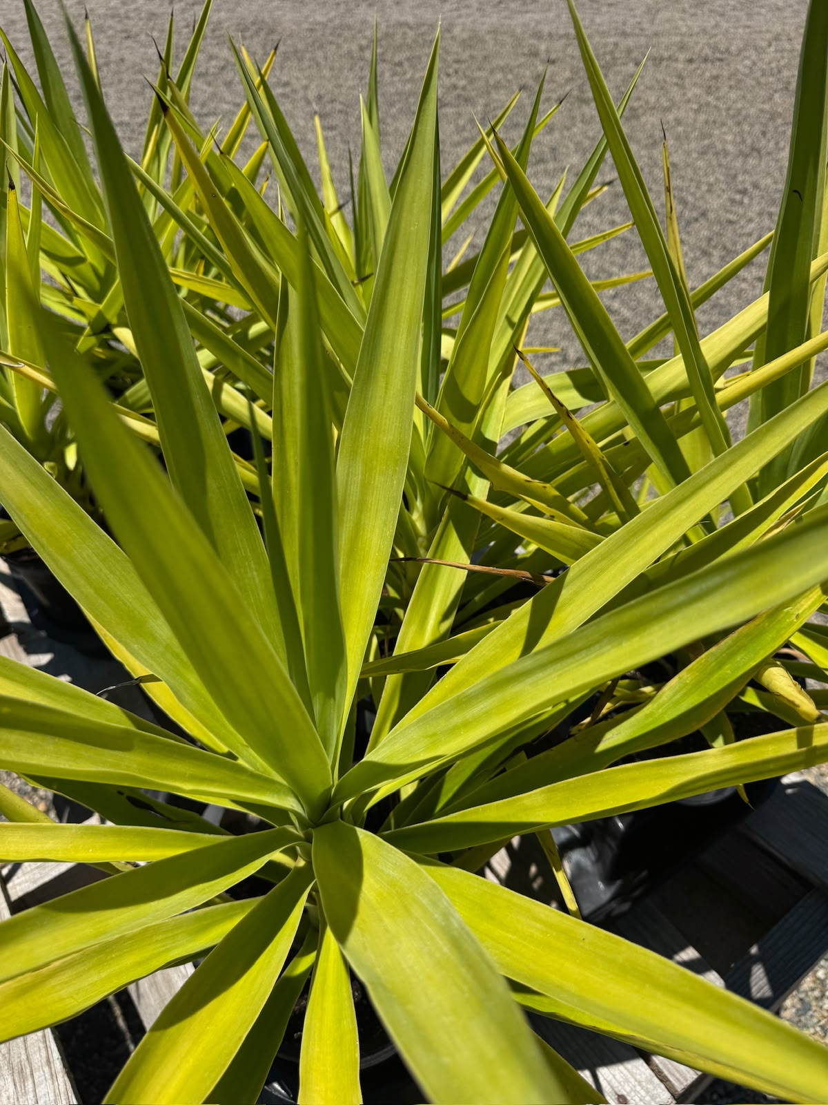 Yucca gloriosa