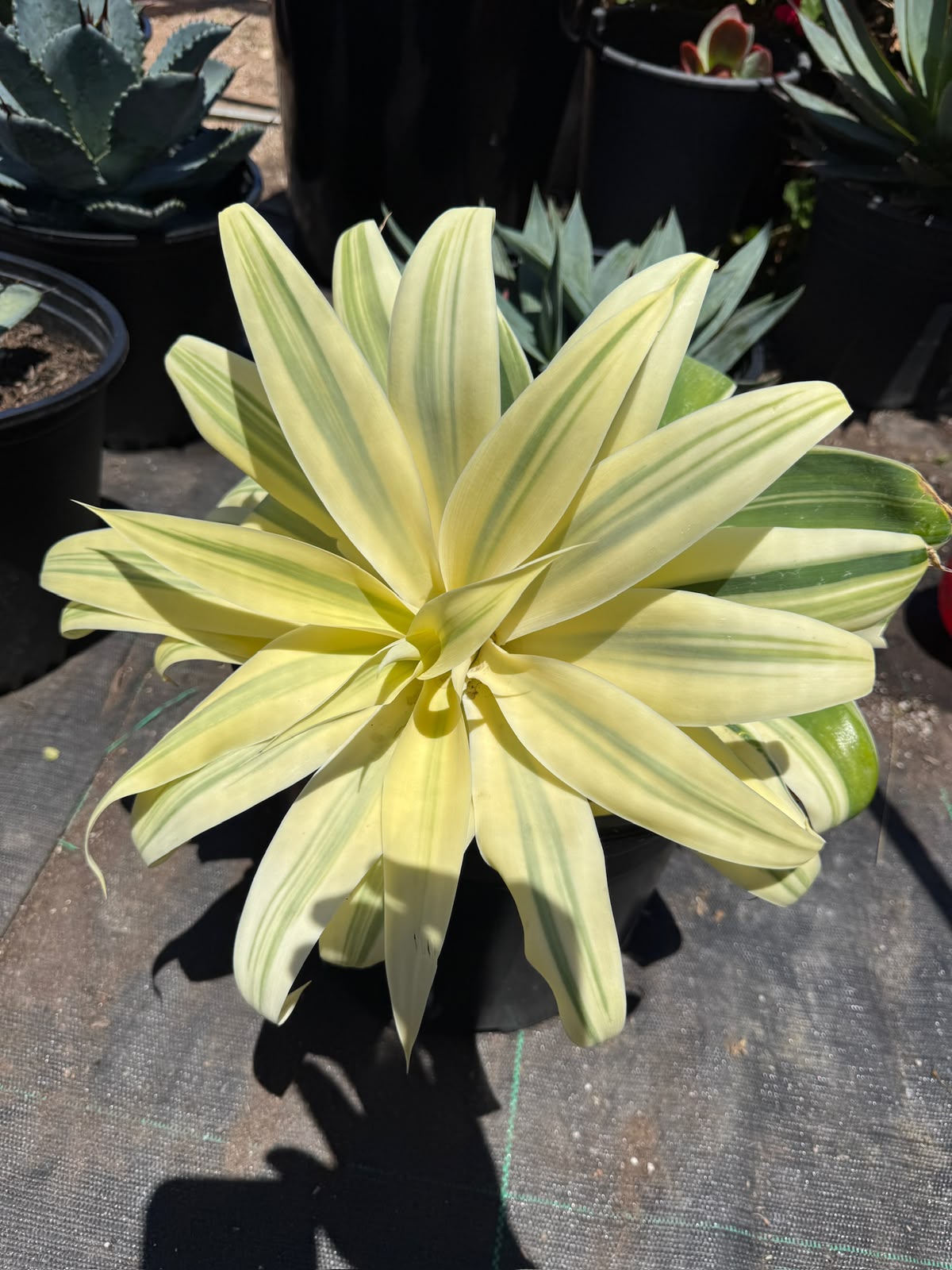 Agave Attenuata ‘ray of light’ aurea