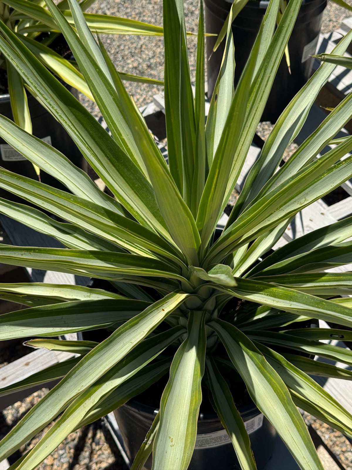Yucca moonlight 10”