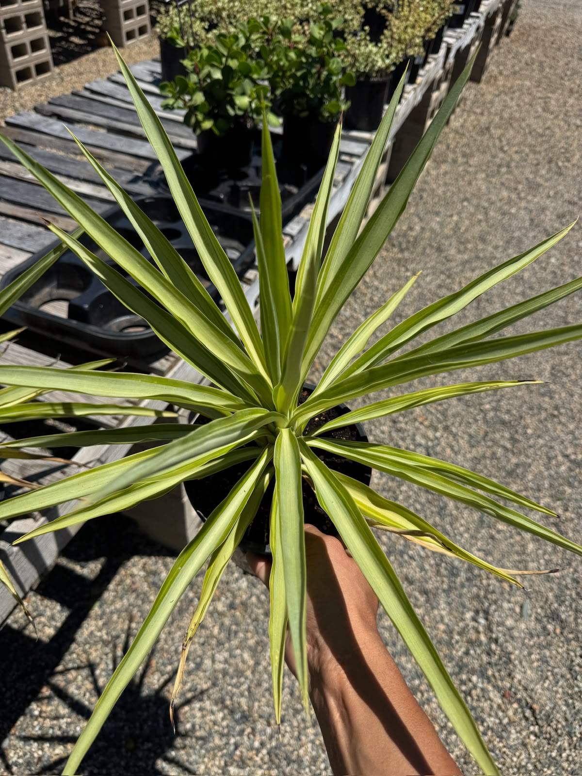 Yucca Solaris
