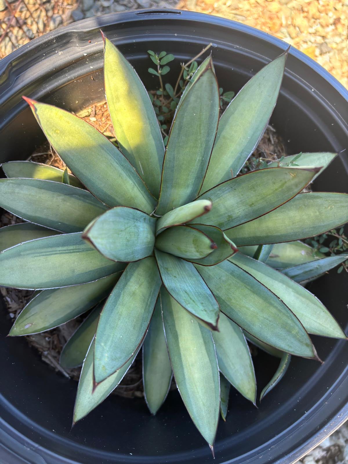 Agave emperor