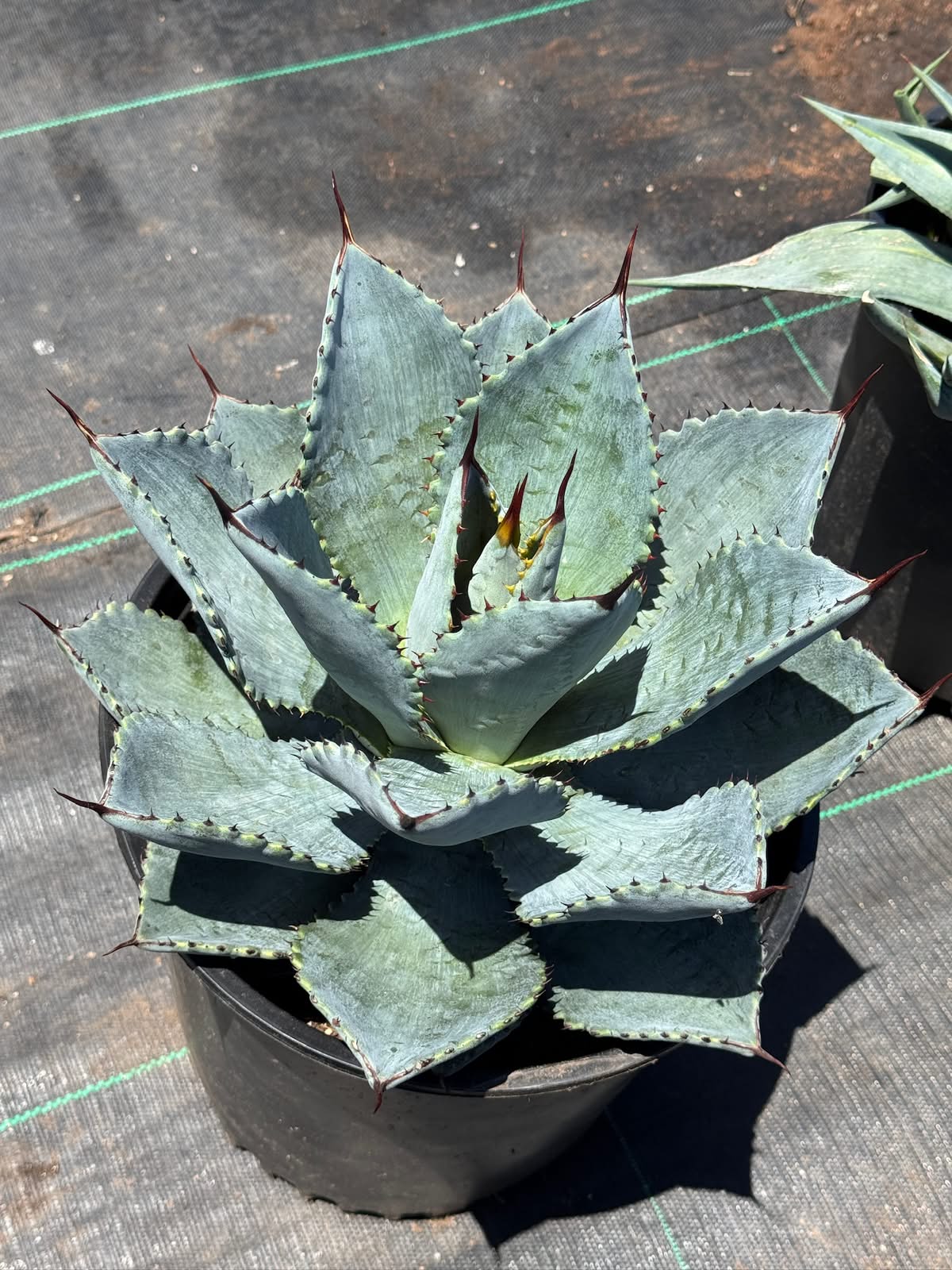 Agave pygmaea ‘dragon toes’