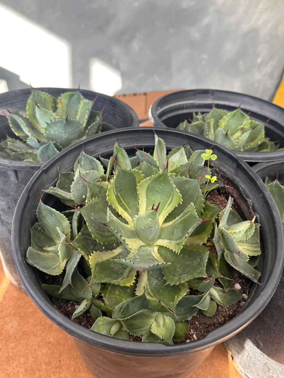 Agave potatorum 'trade wings'