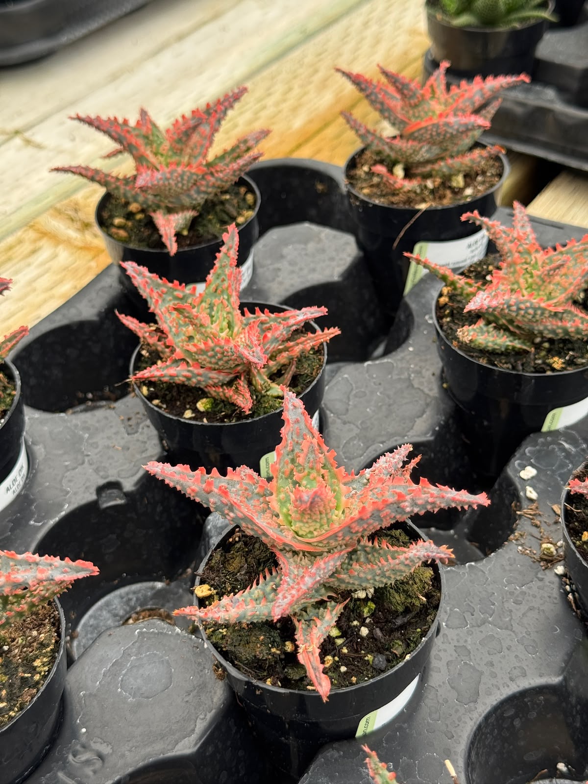 Pack de 4 aloes híbridos minis
