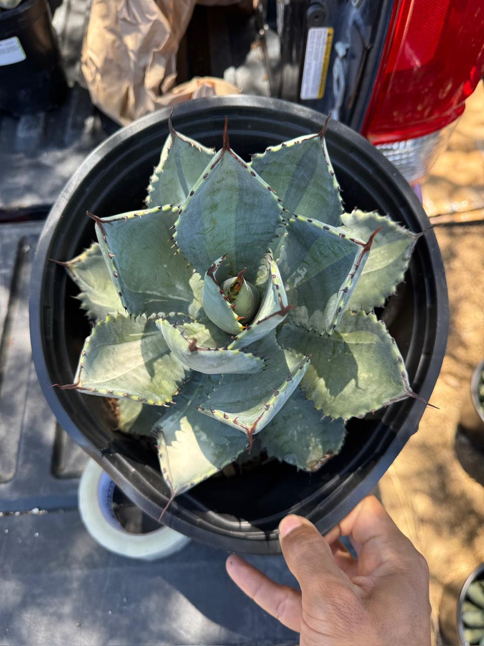 Agave pymaea ‘dragón toes’ variegado