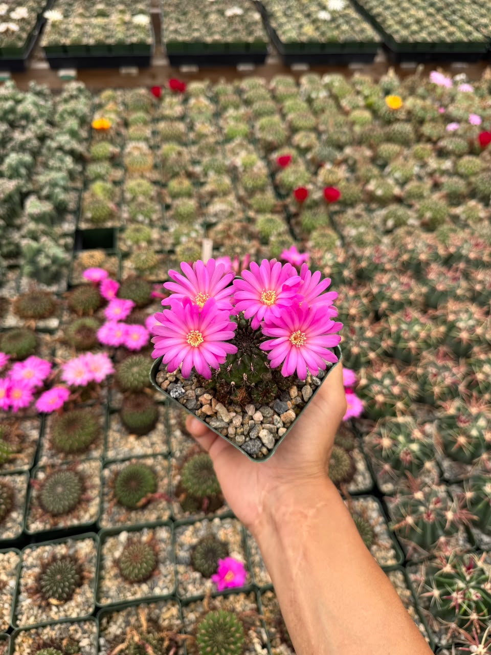 Sulcorebutia mentosa