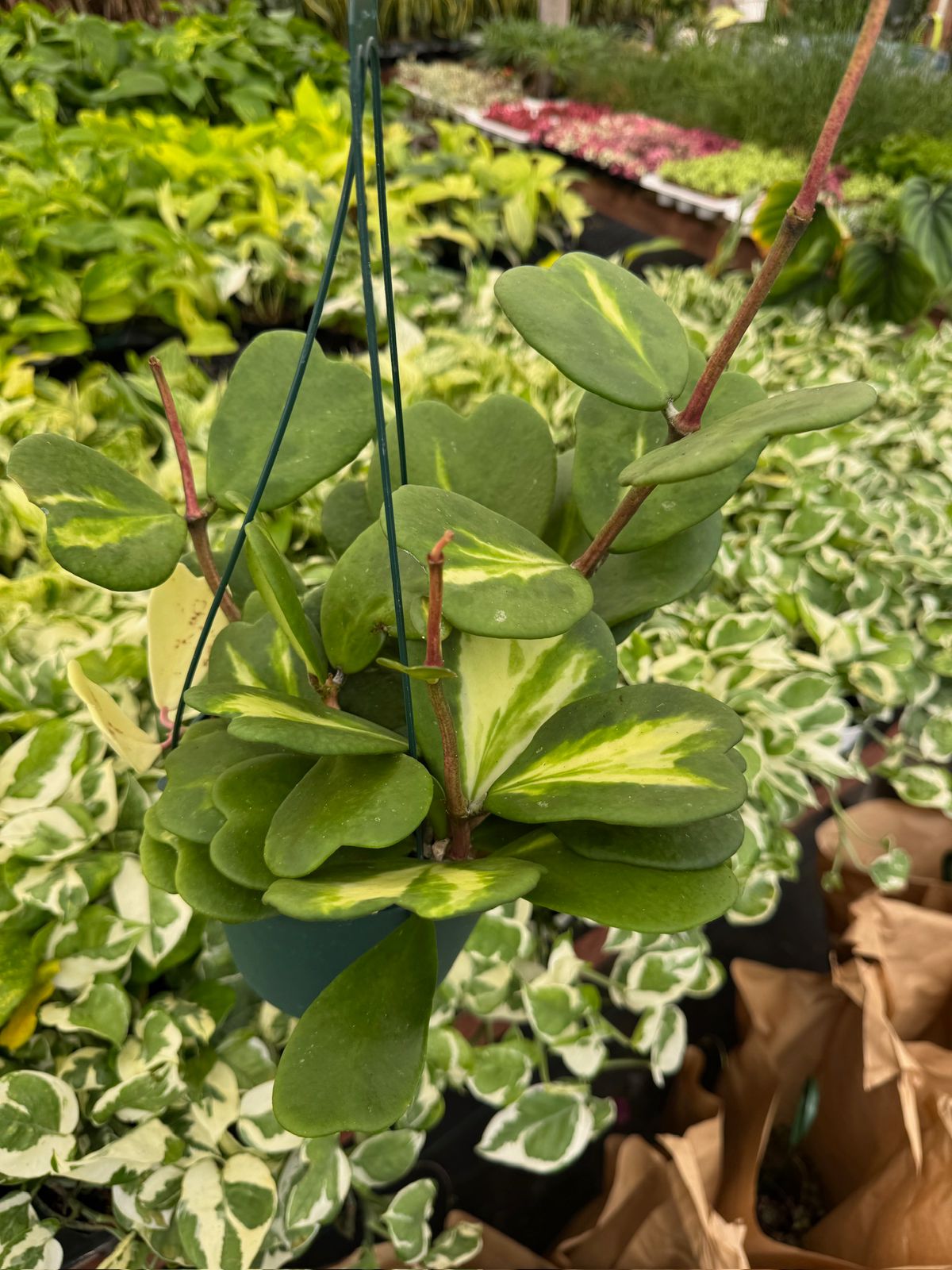 Hoya kerry reverse variegada
