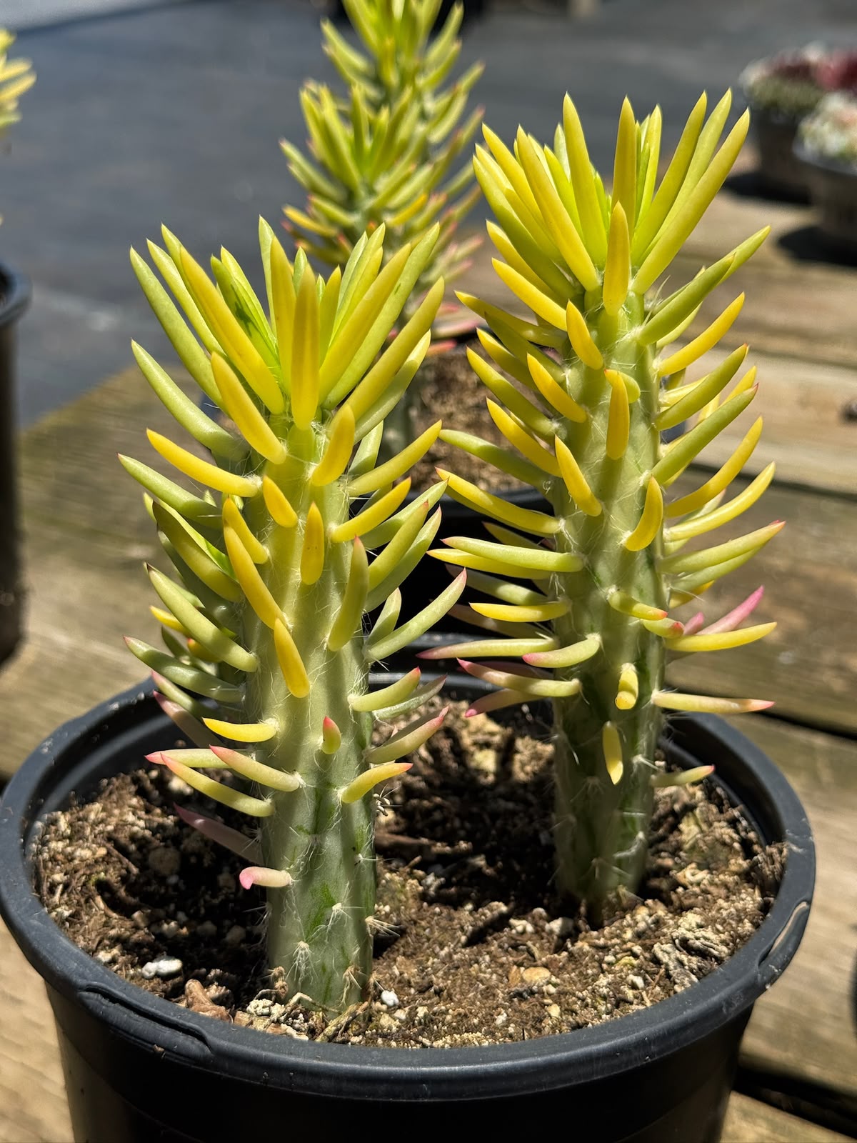 Opuntia subulata variegada