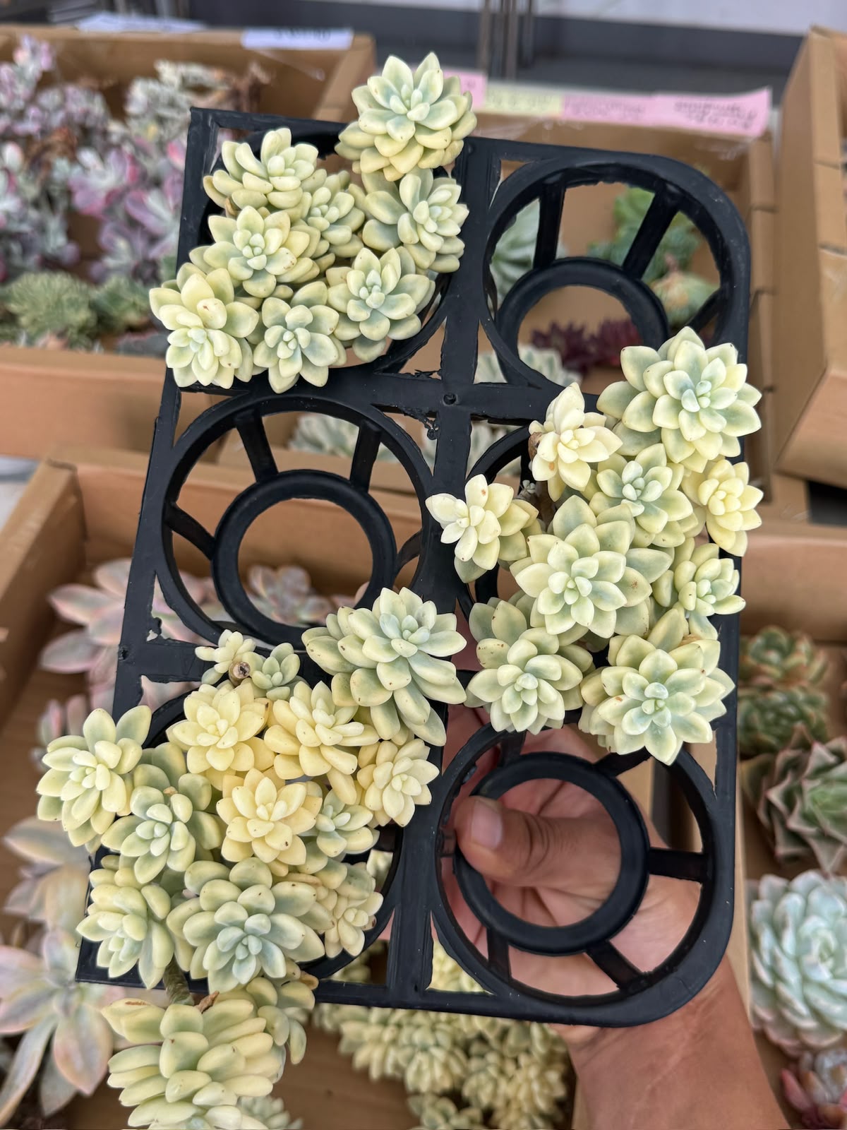 Echeveria Cheese Cake Var.