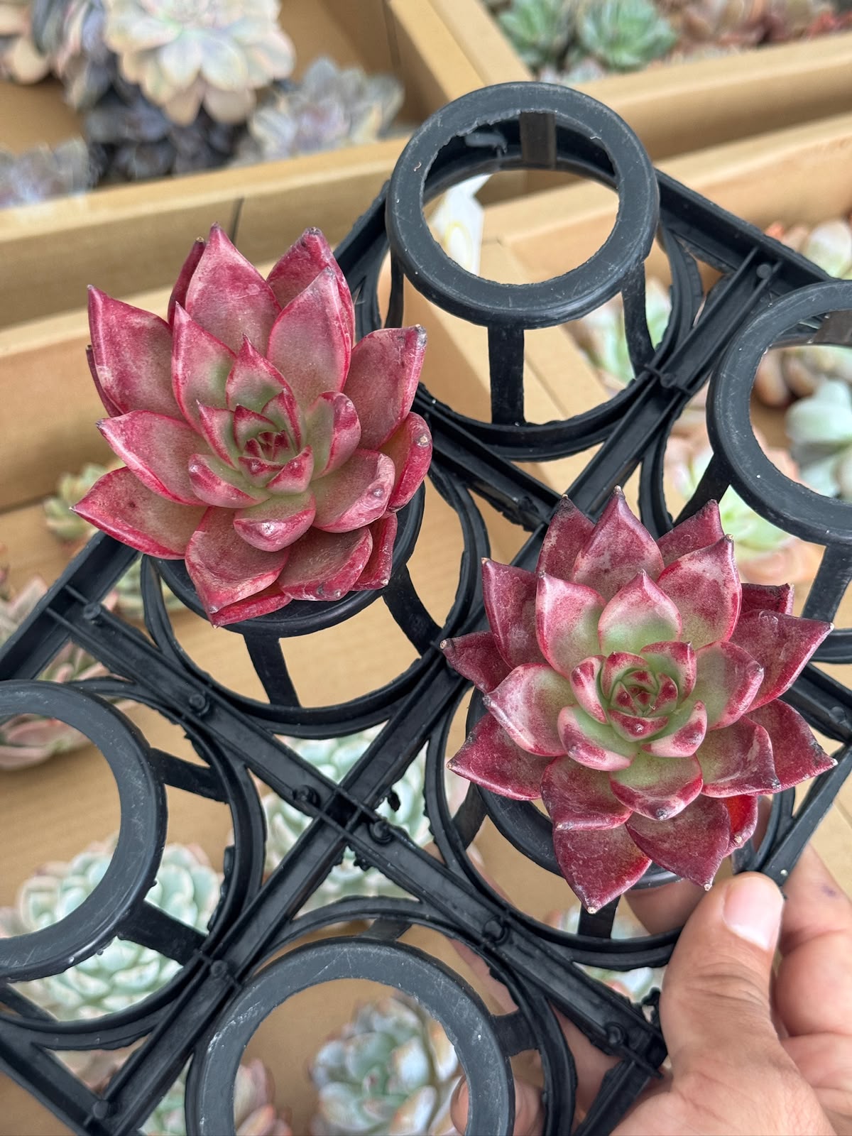 Echeveria Rose Diana