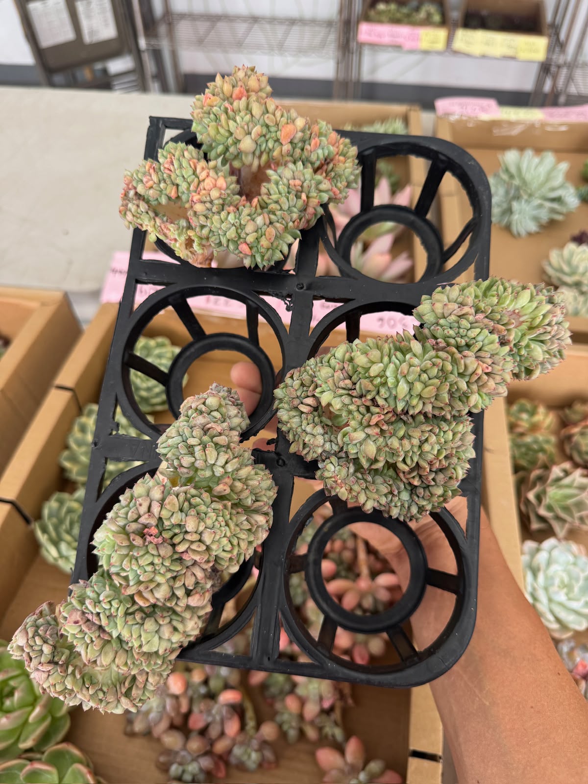 Echeveria fat ding crestada