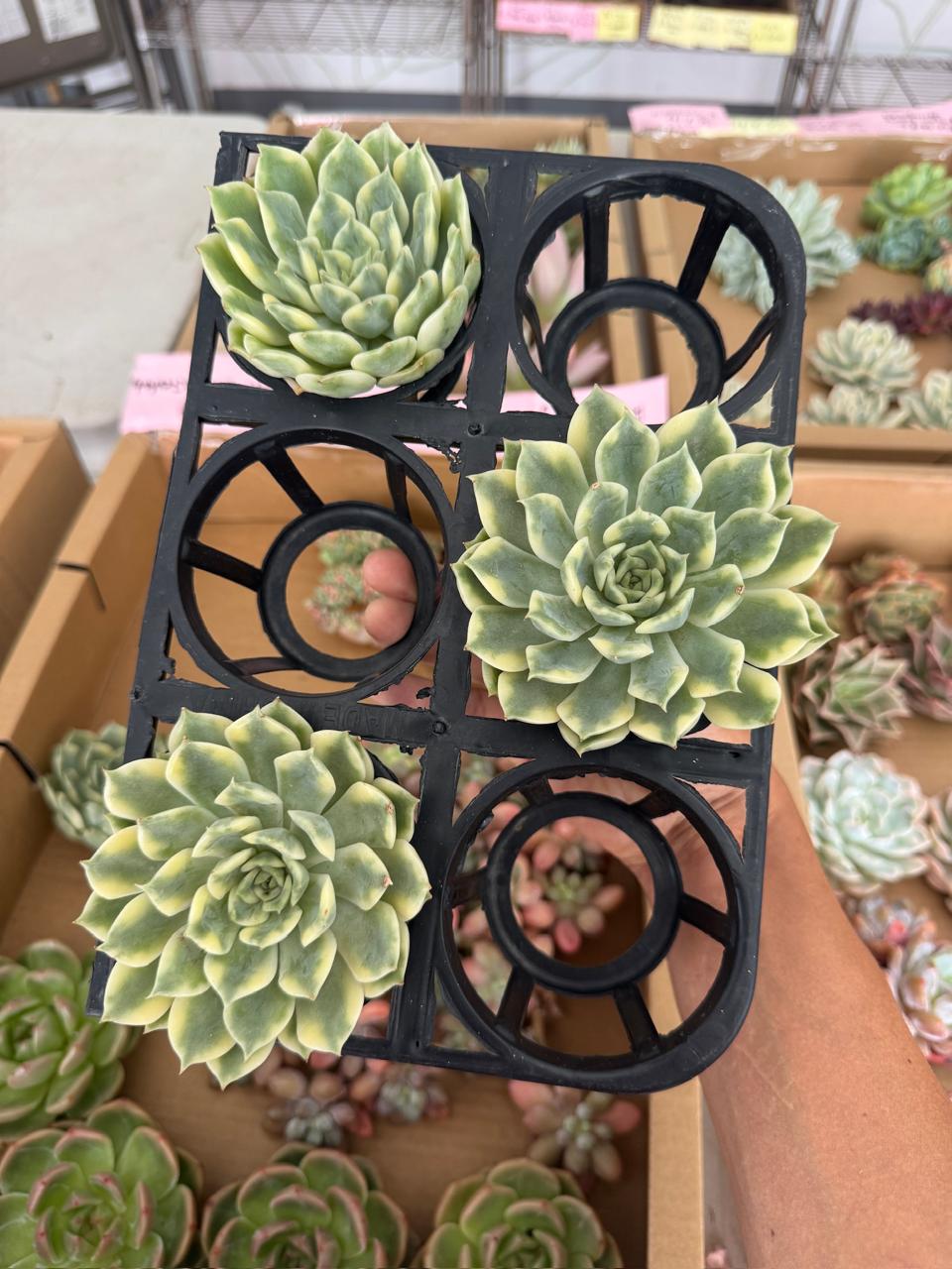 Echeveria Ericka var.