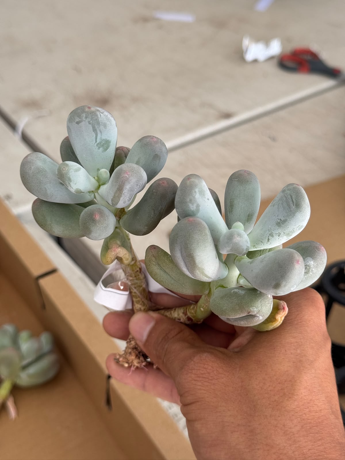 Pachyphytum milk