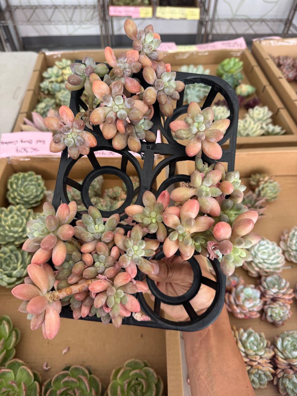 Echeveria tanyuan