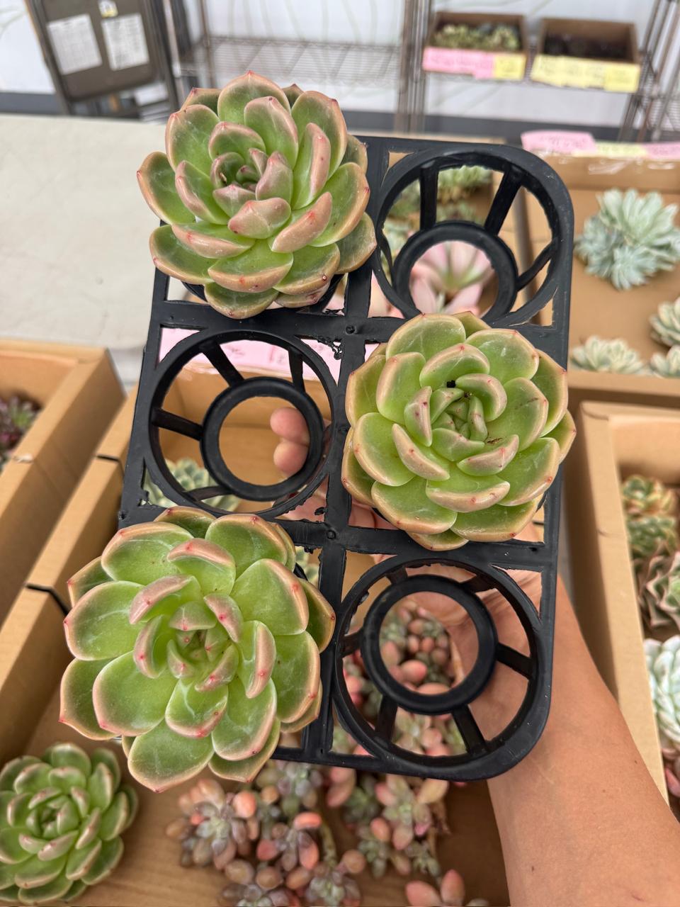 Echeveria champagne (grande)