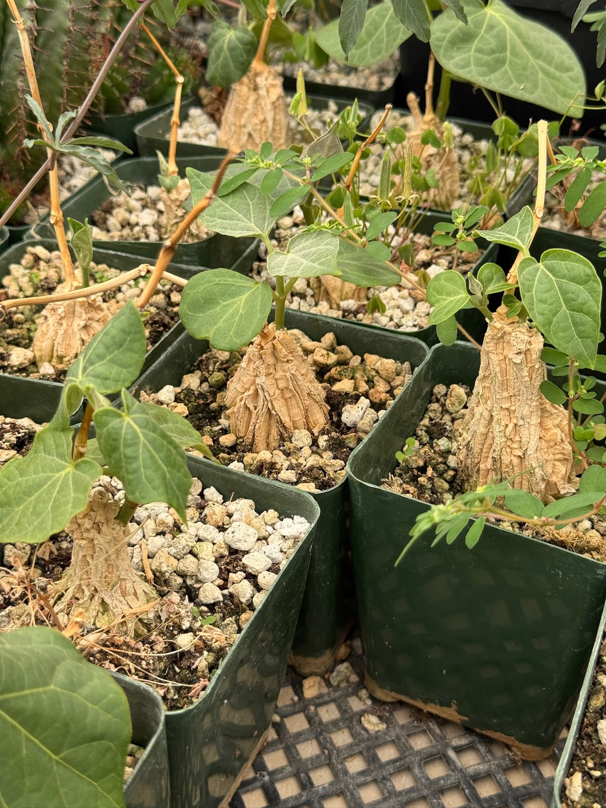 Matelea cyclophylla