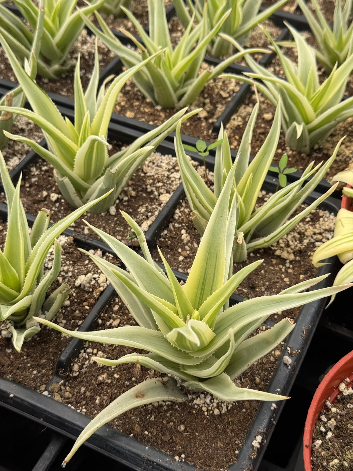 Aloe phantom