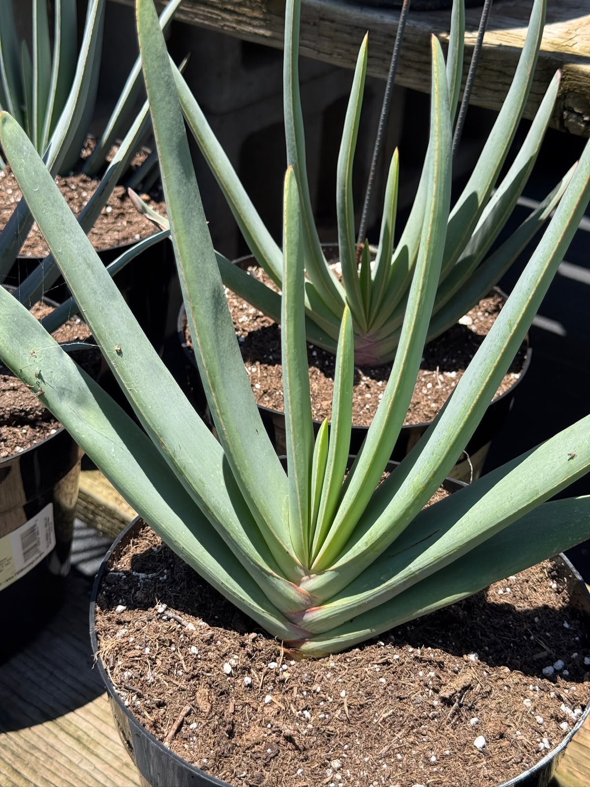 Aloe plicatilis compacto