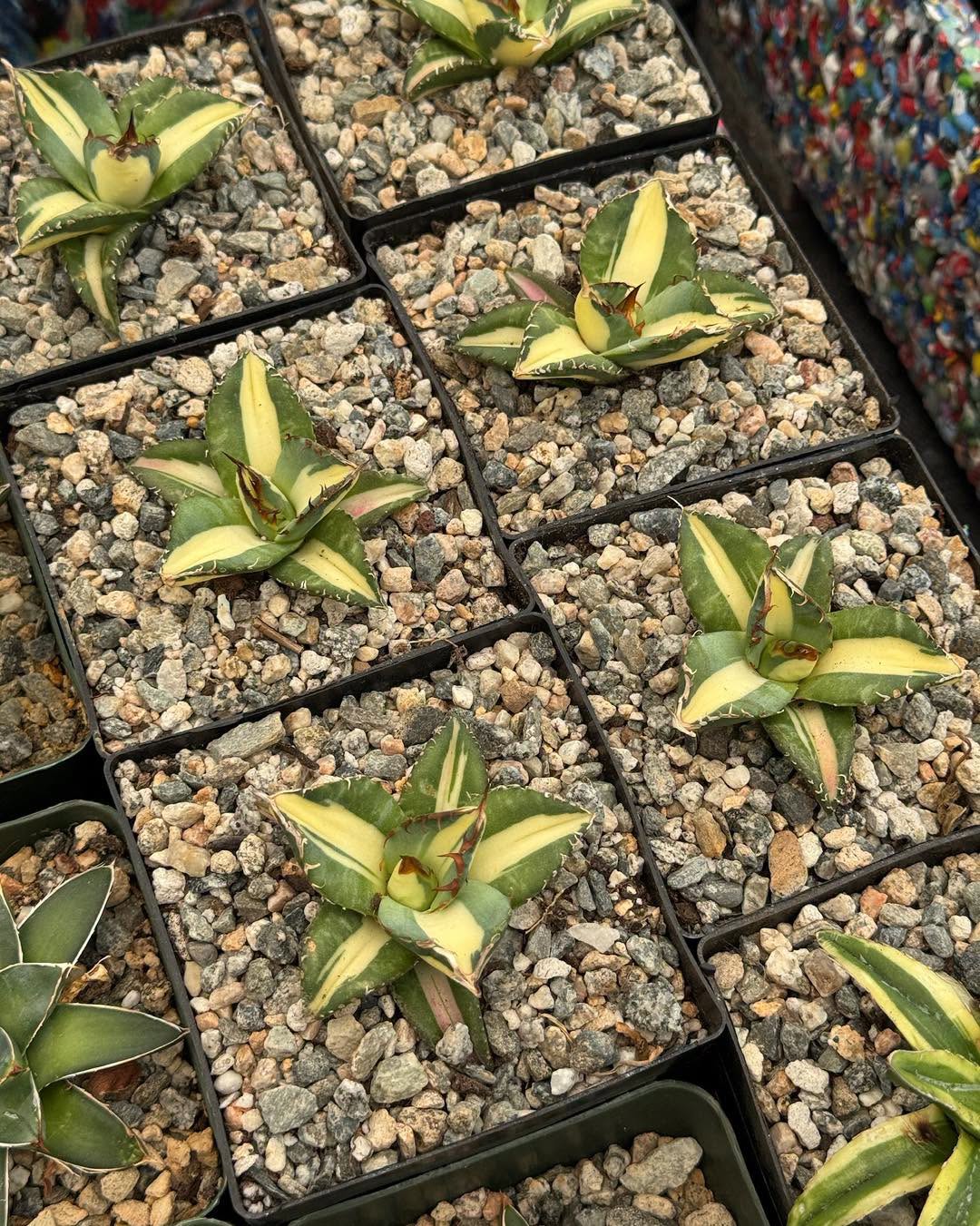 Agave titanota ‘Sabertooth Tiger’