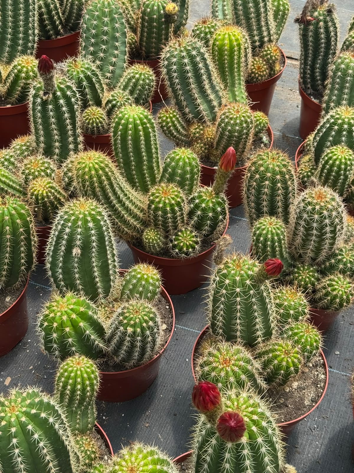 Trichocereus grandiflorus híbrido 10”