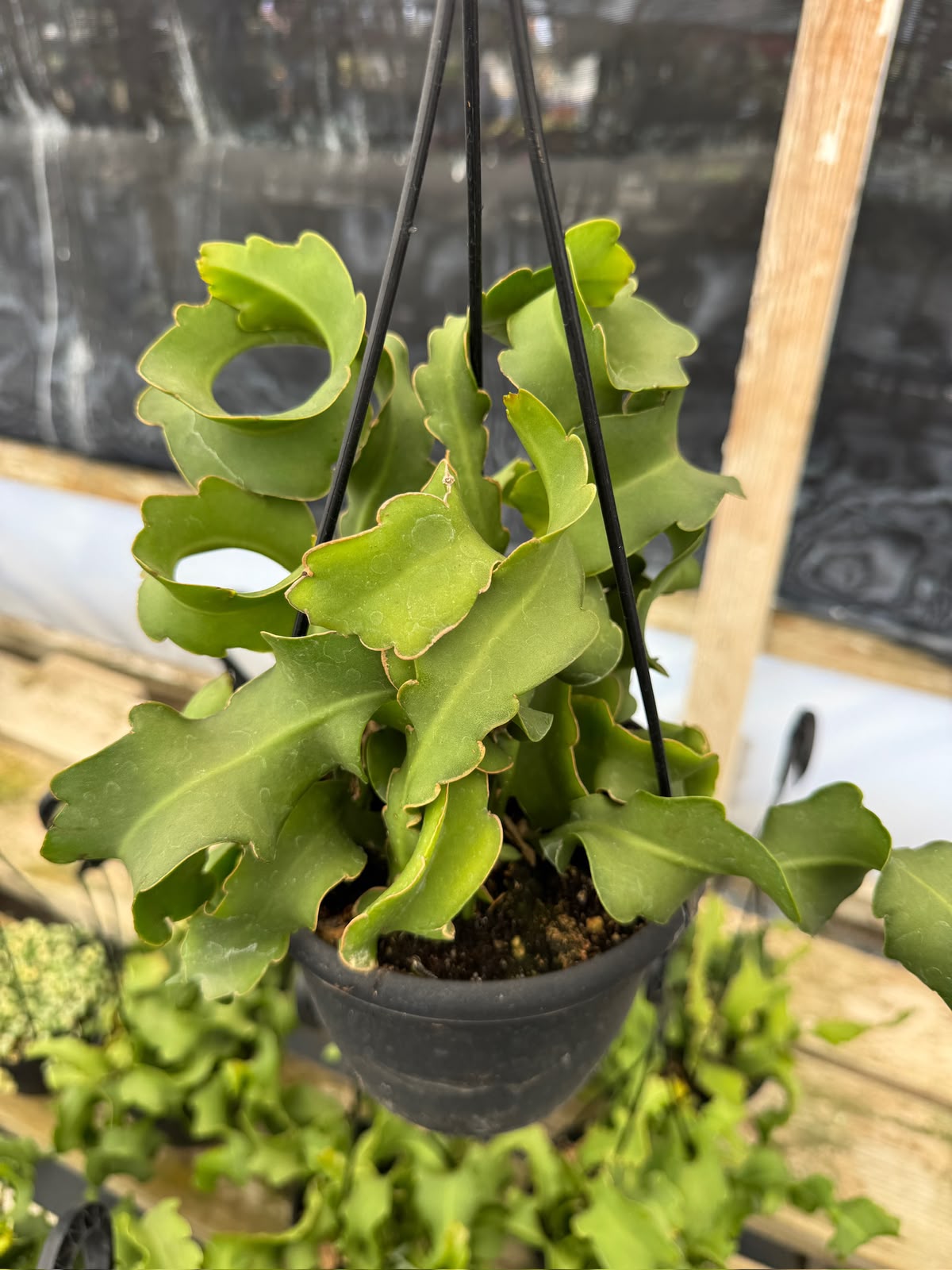 Ephyphyllum guatemalense f. Mounstruosa