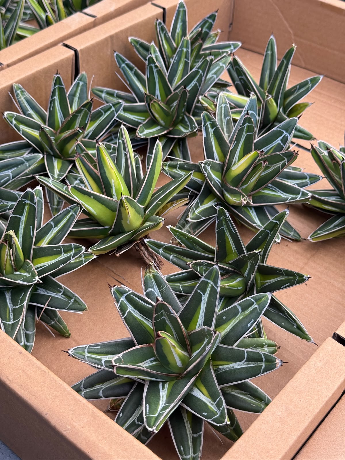 Agave Victoria reginae ‘giant’