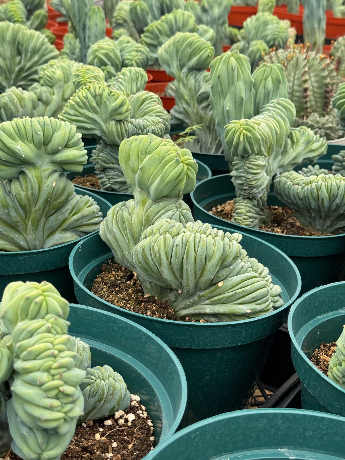 Myrtillocactus geometrizans elite crestada 8”