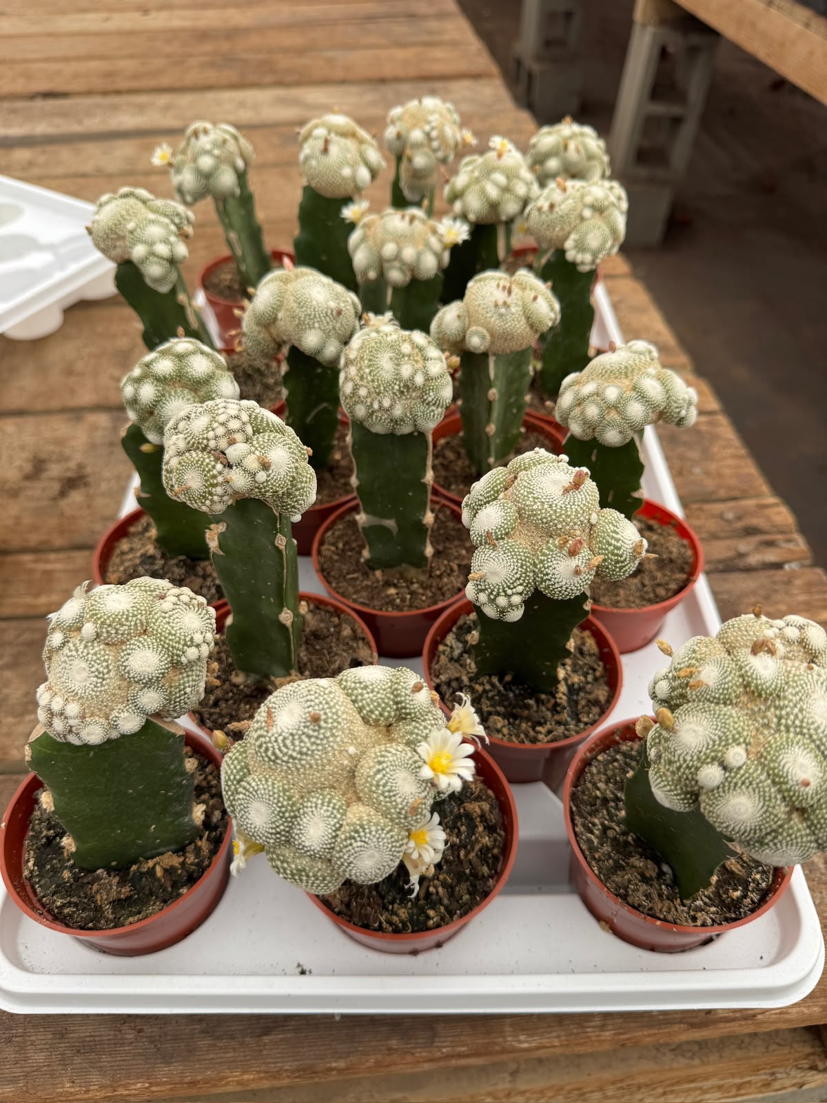 Injerto blossfeldia liliputana