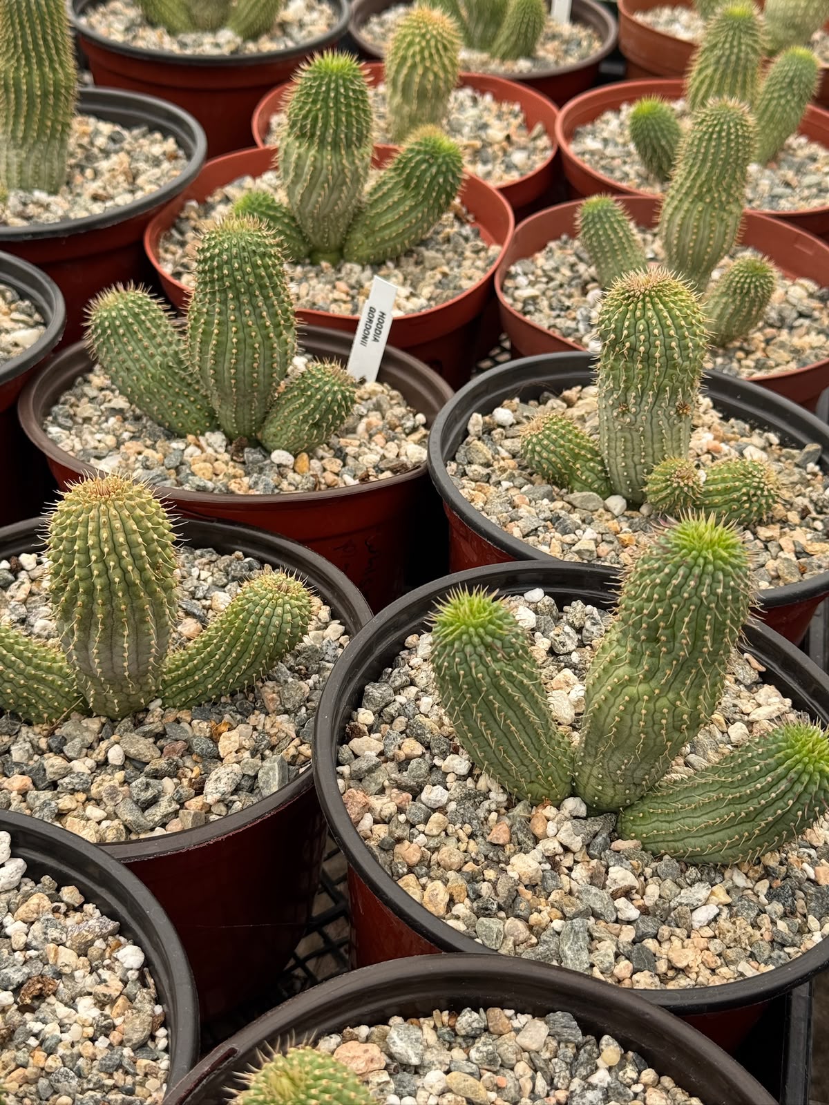 Hoodia gordonii