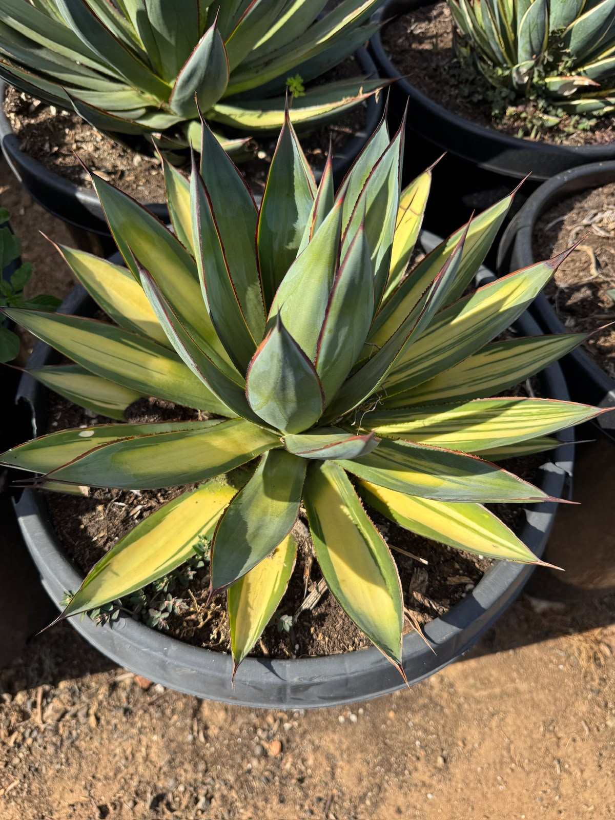 Agave sunglow striata
